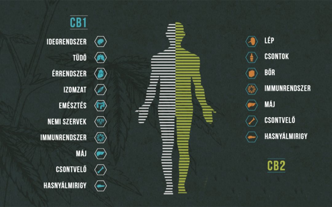 Támogathatja-e a CBD a fogyást és az anyagcserét? | Magyar Orvosi Kannabisz Egyesület