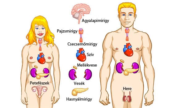 endokrin rendszer és magas vérnyomás)